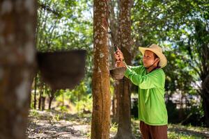 Asian rubber plantation workers expertly tap rubber trees in thailand. photo