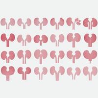 collection of kidney logos vector