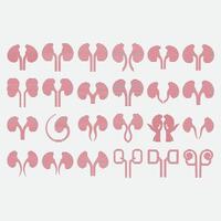 collection of kidney logos vector