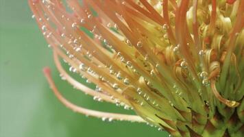 Close up of Leucospermum flower underwater with tiny bubbles of air. Stock footage. Unusual beautiful blooming flower. photo