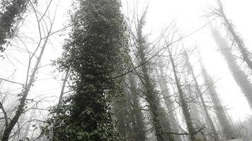 Beautiful tree trunk covered with green ivy in foggy forest, view from the bottom. Stock footage. Mysterious grove in autumn, withered wet grass on cloudy sky background. photo