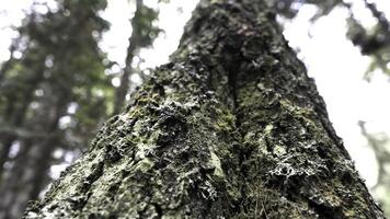 Close up of an old tree trunk covered by green moss on forest and cloudy sky background. Stock footage. Bottom view of the wooden trunk texture. photo