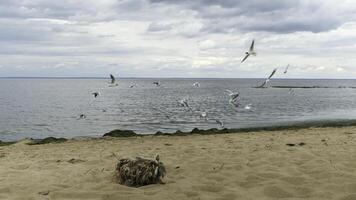 Grey seasgull birds flying close to the sandy beach of the Baltic Sea coast. Concept. Marine landscape with sea ripples, golden sand and a flock of seagulls. photo