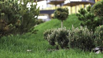 lawn shrubs growing in the city park, management of the territory concept. Stock footage. Green small coniferous bushes and bright fresh grass. photo