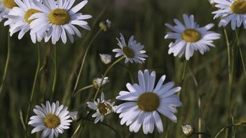 A beautiful chamomile grows in a field and insects crawl on it. CREATIVE. A flower with white petals and a yellow center. Insects are on the flower. The wind blows a flower growing in a clearing photo