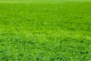 horizonless and edgeless green field agricultural background with selective focus and blur photo