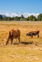 yellow milk cow with bull calf are grazing in front of mountains sunny autumn afternoon photo