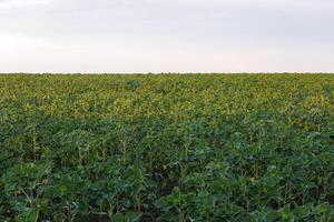 spring sunflower field before blooming photo