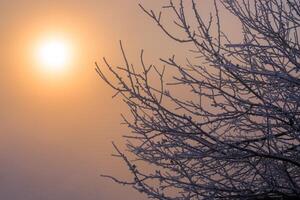 frosty dark branches selective focus background photo