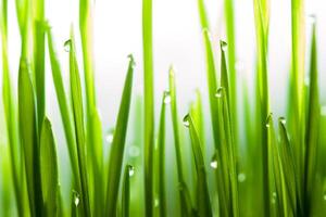 Fresh grass after rain close up shot with white background photo