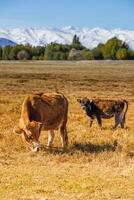 yellow milk cow with bull calf are grazing in front of mountains sunny autumn afternoon photo