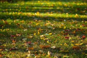 autumn maple leaves on green grass background photo