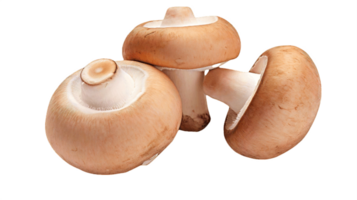 AI generated mushrooms on a transparent  background png