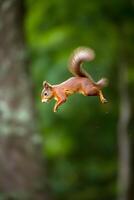 ai generado eurasiático rojo ardilla sciurus vulgaris saltando en el bosque a verano día, neural red generado fotorrealista imagen foto