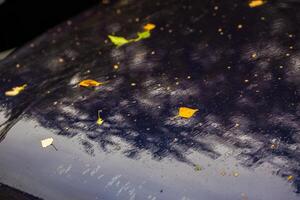 deep blue car at autumn rainy day with yellow birch leaves - selective focus with blur closeup photo