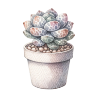 ai generado Lithops en un maceta acuarela clipart png