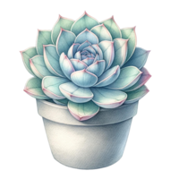 AI generated Succulent plant with a concrete planter watercolor clipart png