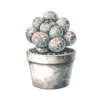 ai generiert Lithops im ein Topf Aquarell Clip Art png