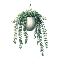 AI generated succulent with a hanging ceramic planter watercolor clipart png