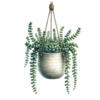 AI generated succulent with a hanging ceramic planter watercolor clipart png