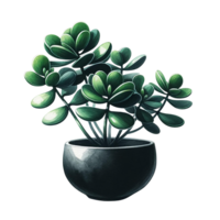 ai generado suculento plantas en un minimalista negro maceta acuarela clipart png