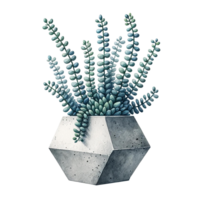 AI generated Succulent with a concrete geometric planter watercolor clipart png