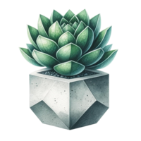 AI generated Succulent with a concrete geometric planter watercolor clipart png