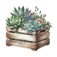 ai généré succulent arrangement dans une ancien Caisse aquarelle clipart png