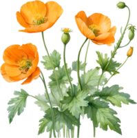 AI generated Welsh poppy flowers. Watercolor painting of Welsh poppy flowers. png