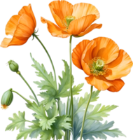 AI generated Welsh poppy flowers. Watercolor painting of Welsh poppy flowers. png