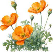 AI generated Welsh poppy flowers. Watercolor painting of Welsh poppy flowers. png