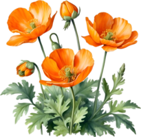 AI generated Welsh poppy flowers. Watercolor painting of Welsh poppy flowers. png