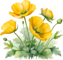 AI generated Welsh poppy flowers. Watercolor painting of Welsh poppy flowers. png