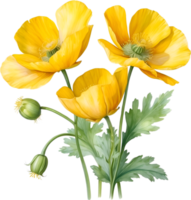 AI generated Welsh poppy flowers. Watercolor painting of Welsh poppy flowers. png