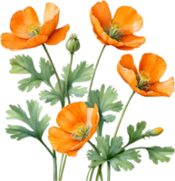 AI generated Welsh poppy flowers. Watercolor painting of Welsh poppy flowers. png