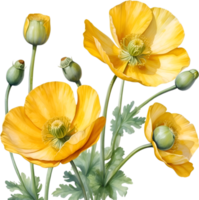 AI generated Welsh poppy flowers. Watercolor painting of Welsh poppy flowers. png