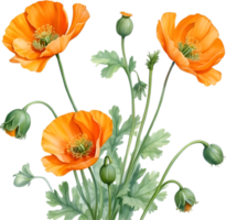 AI generated Welsh poppy flowers. Watercolor painting of Welsh poppy flowers. png