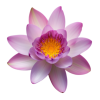 lotus bloem geïsoleerd Aan transparant achtergrond top visie png