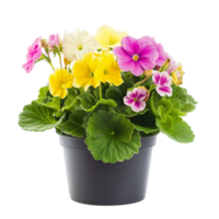 ai gegenereerd voorjaar sleutelbloem primula bloemen in pot geïsoleerd Aan transparant png