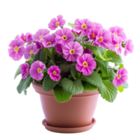 AI generated Bright spring primula flowers in pot isolated on transparent png