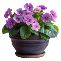 ai genererad levande vår primula blommor i pott isolerat på transparent png