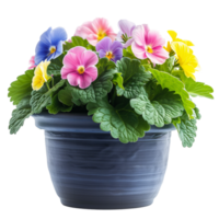 AI generated Spring primula flowers in pot isolated on transparent png