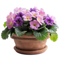 AI generated Vivid spring primula flowers in pot isolated on transparent png