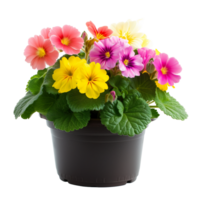 AI generated Bright spring primula flowers in pot isolated on transparent png