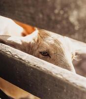 Typical South American goats on a farm photo