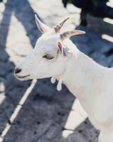 típico sur americano cabras en un granja foto