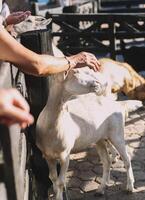 Typical South American goats on a farm photo