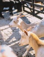 Typical South American goats on a farm photo