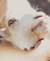 Typical South American goats on a farm photo