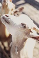 Typical South American goats on a farm photo